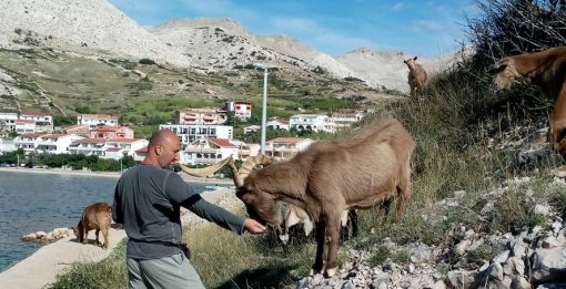 Turisti mazili koze, a Ministarstvo naredilo njihov odstrel [ 135.88 Kb ]