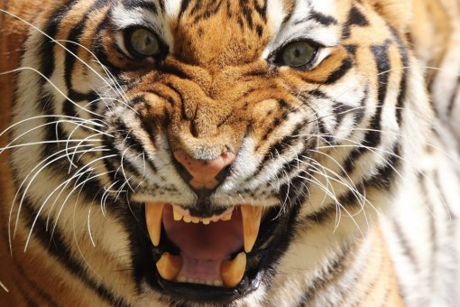 FB_Zlatko Budin [ 206.09 Kb ]