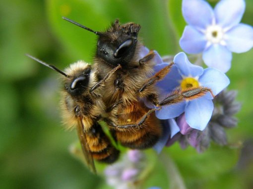 divlje (solitarne) pčele [ 72.76 Kb ]
