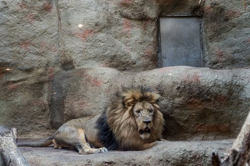 We animals media- Jo-Anne- lav u zagrebačkom zoo [ 825.95 Kb ]