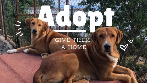 Adopt dogs from Dubrovnik [ 260.19 Kb ]