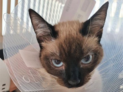 projekt kastracija_maca [ 292.27 Kb ]