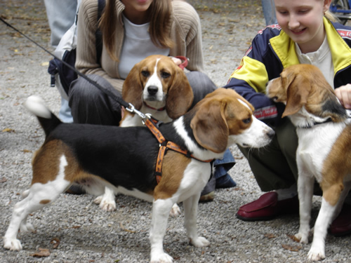 Reunion of the beagles 3