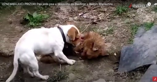 Pas jede drugog psa [ 76.46 Kb ]