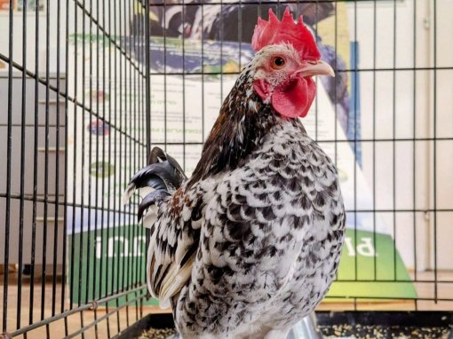 kokot miljenko [ 181.44 Kb ]