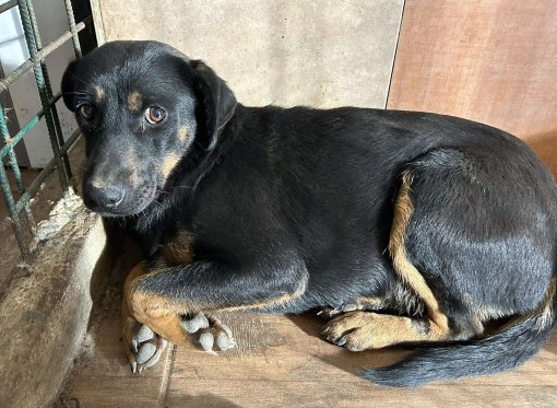 Pas oz romskog naselja [ 359.84 Kb ]