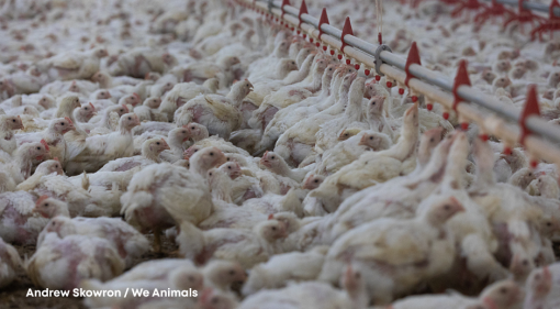 We Animals_Skowron [ 829.24 Kb ]