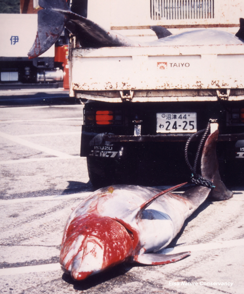 Japan dolphin slaughter 1