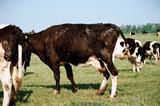 Cows on Bio Farm 4 [ 173.29 Kb ]