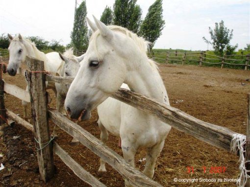 Lippizaner horses in Novo Naselje 2