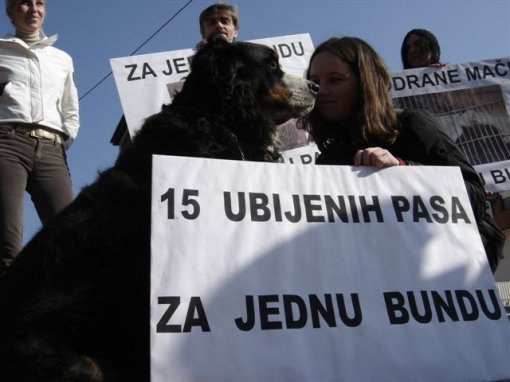 Dog and Cat Fur Coat 5 [ 58.15 Kb ]