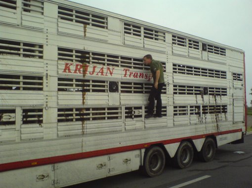 Cows on the Croatian-Bosnian border [ 364.45 Kb ]