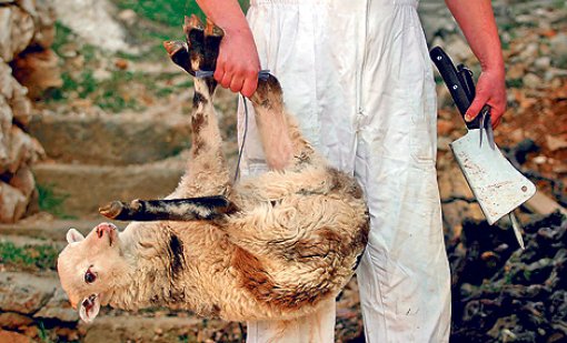 Tu�no lice pa�ke kuhinje (1)