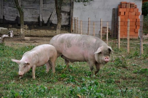 Ianua Sanctuary 2 [ 114.47 Kb ]