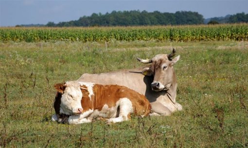 Ianua Sanctuary 3 [ 100.67 Kb ]