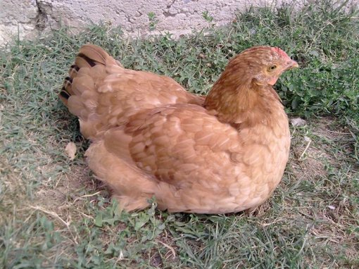 Ianua Sanctuary 5 [ 176.38 Kb ]