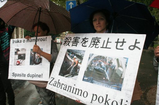 Protest against dolphin killing [ 497.35 Kb ]