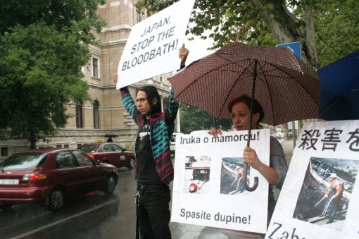 Protest against dolphin killing [ 546.91 Kb ]
