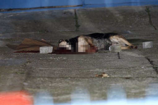 Pas ubijen petardom - foto:Tomislav Krišto/CROPIX [ 85.36 Kb ]