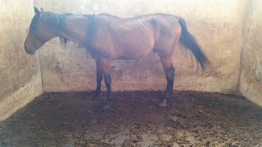 Equestrian club Equus Cabalus 17 [ 91.61 Kb ]