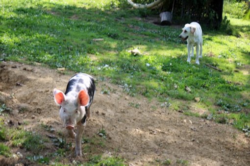 Pra��i� 1 [ 251.96 Kb ]