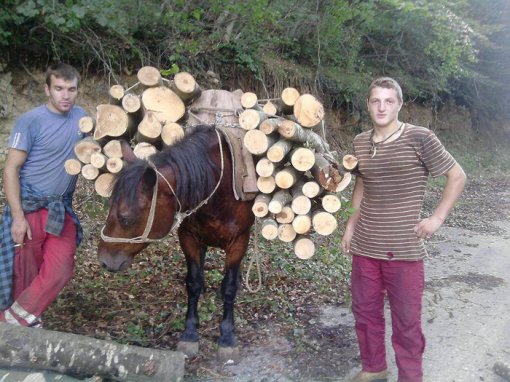 Abused horses - Velebit, Gracac 4 [ 165.16 Kb ]