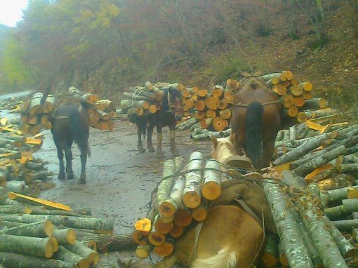 Abused horses - Velebit, Gračac [ 149.41 Kb ]