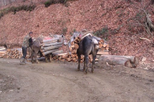 Konji na Psunju 1 [ 151.44 Kb ]