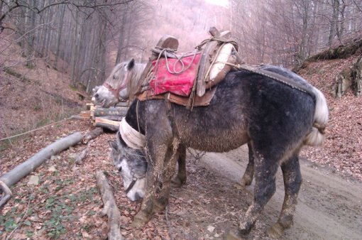 Konji na Psunju 2 [ 171.77 Kb ]