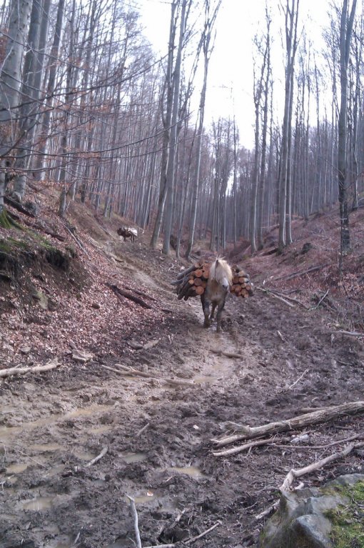 Konji na Psunju 4 [ 385.01 Kb ]