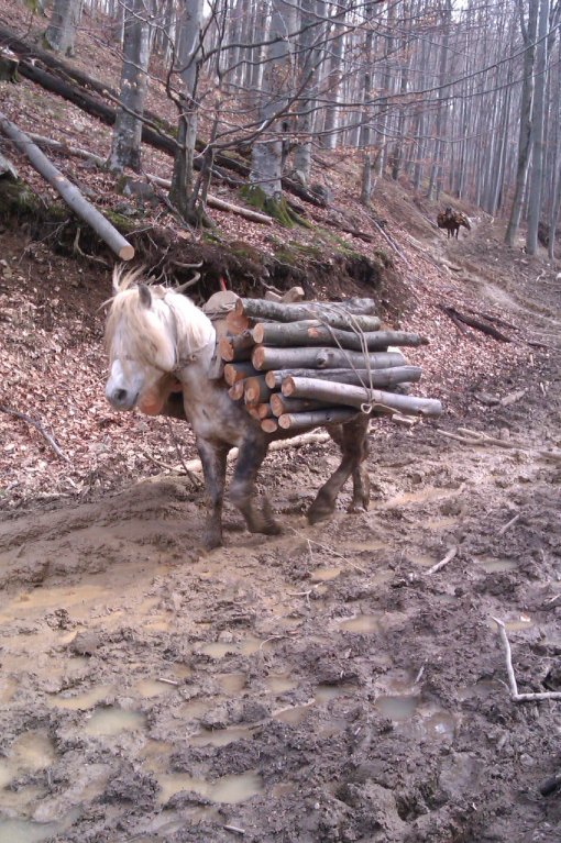 Konji na Psunju 5 [ 396.44 Kb ]