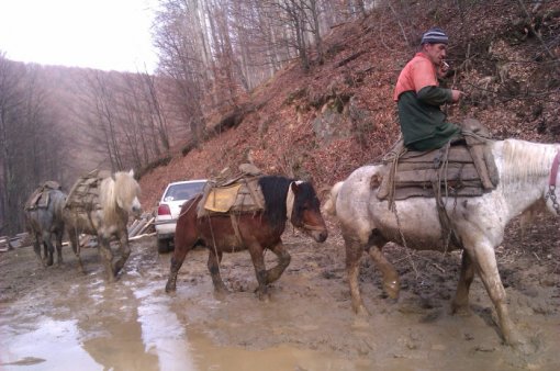 Konji na Psunju 6 [ 142.79 Kb ]