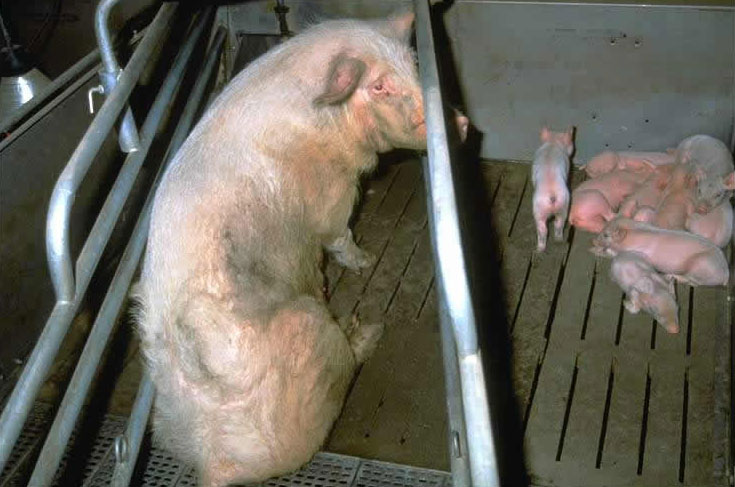 Pig farm 8